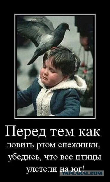Песня что потом люблю ловить снежинки ртом. Я люблю ловить снежинки ртом. не ловите снежинки ртом. не ловите ртом снежинки не все птицы. а что потом люблю ловить снежинки.