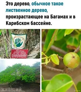 Ядовитое дерево значение