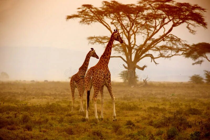 The giraffes usually eat from trees