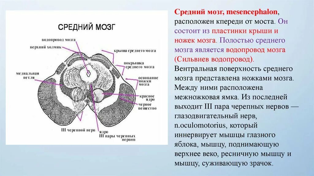 Средний мозг включает в себя