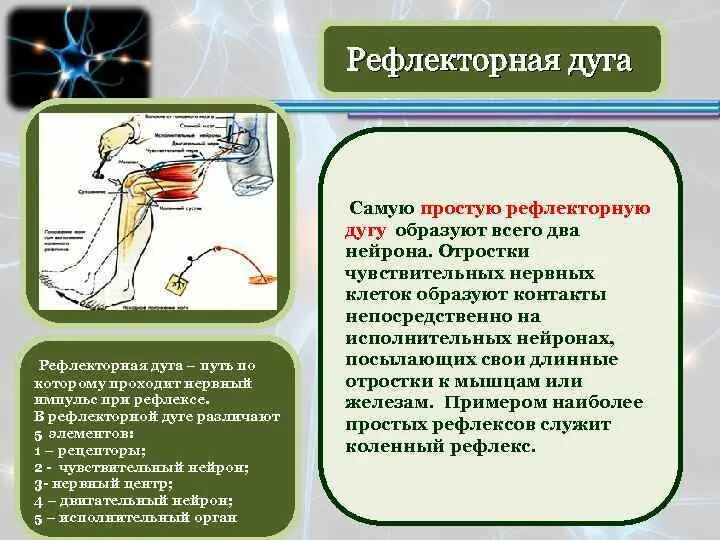 Нервные импульсы при осуществлении рефлекса. Путь по которому проходит нервный Импульс. Путь нервного импульса при рефлексе. Прохождение нервного импульса при коленном рефлексе. Схема нервного импульса при коленном рефлексе.