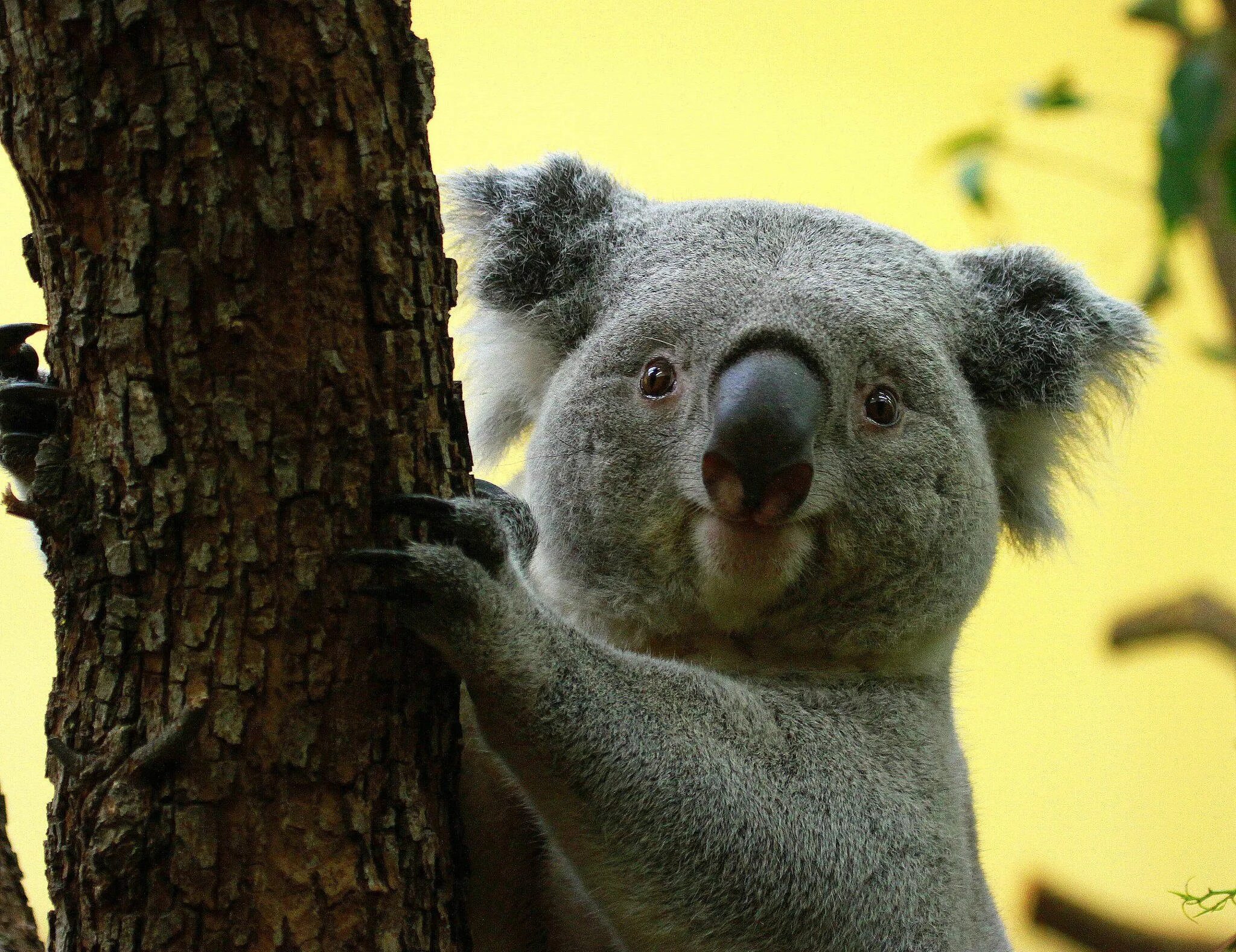 Коала. 2 В 1. Африканская коала. Коала в Австралии.