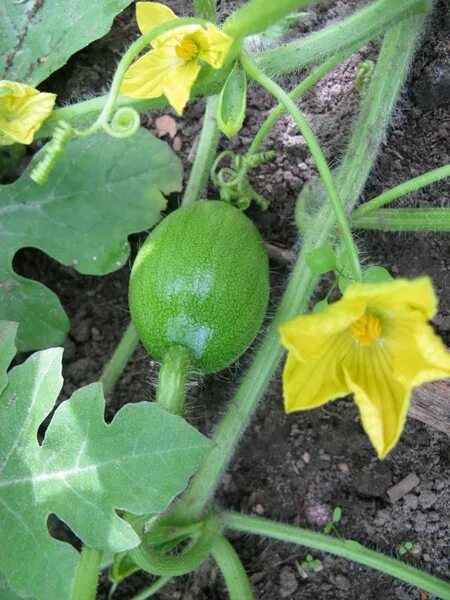 Как выглядит цветок арбуза Файл:Water melon flower and  Википедия