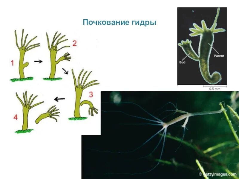 Тип кишечнополостные почкование. Кишечнополостные гидра почкование. бесполое размножение гидры. почкование гидры биология. гидра обыкновенная размножение.