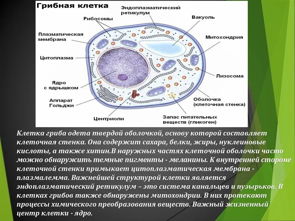 Грибные клетки покрыты снаружи клеточными. Грибная клетка хитин. Плазмалемма грибной клетки. Мембрана грибной клетки строение. Хитин в клетках грибов.