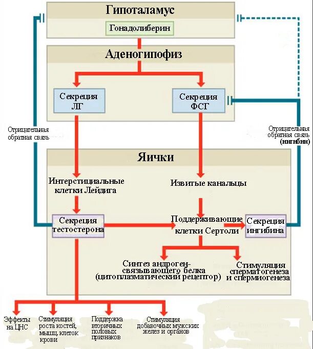 Тестостерон у мужчин. Тестостерон в яичках. Гипоталамо-гипофизарно-гонадная ось. Гипоталамо-гипофизарно-гонадная ось. Регуляция синтеза половых гормонов.