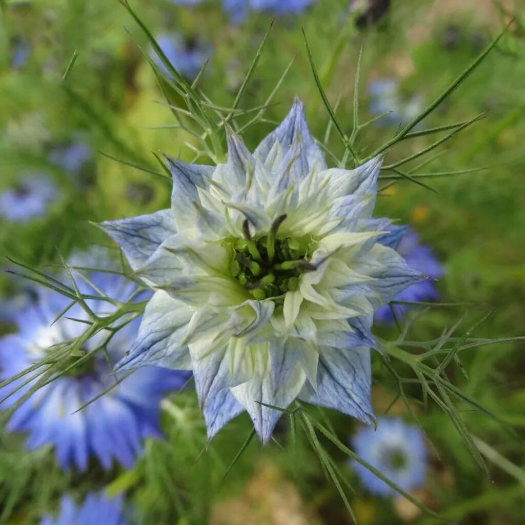 Чернушка рос. Чернушка нигелла. nigella sativa (чернушка посевная). нигелла черный тмин растение. чернушка посевная (nigella arvénsis).