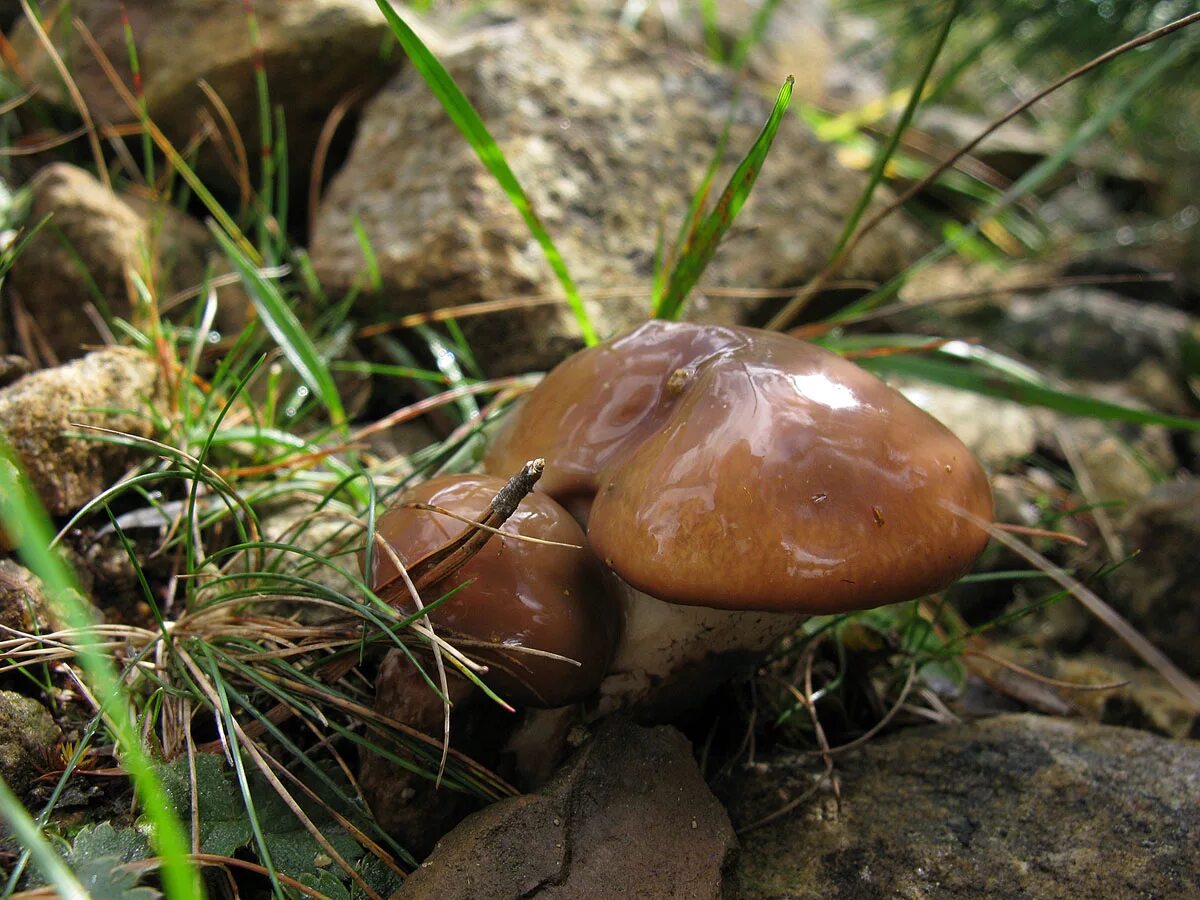 Масленок группа грибов. Маслёнок обыкновенный. Гриб Suillus luteus. Маслёнок обыкновенный грибы. Маслёнок настоящий Suillus luteus.