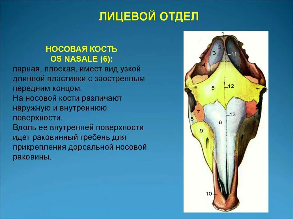 Парные плоские носовые кости. Плоская парная кость. Лицевая поверхность. Губная поверхность резцовых костей. Парной костью являются