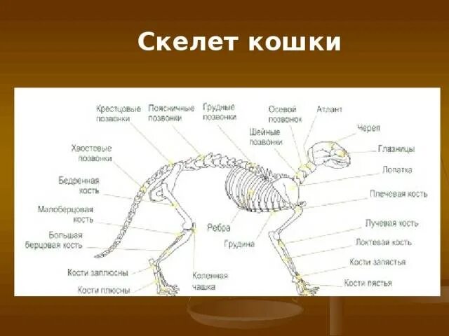 У какого животного есть но нет костей. Строение скелета котенка. скелет кошки с названием костей. скелет кошки с описанием костей. скелет строение скелета кота.