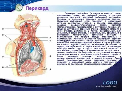 Сердечная сумка