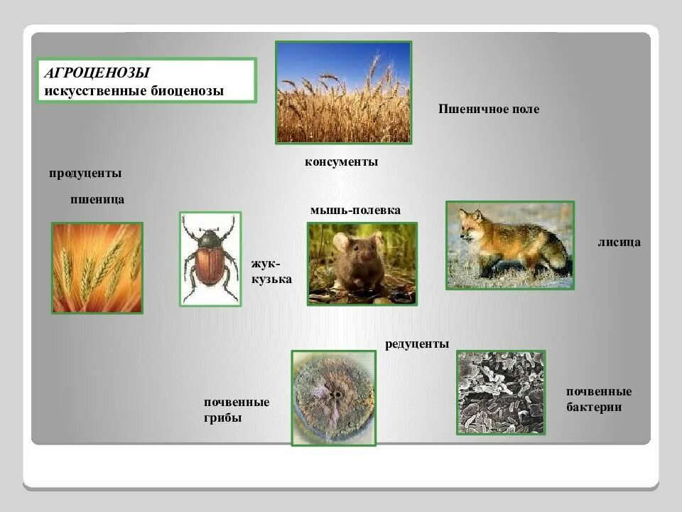 Цепь агроценоза. Искусственный биоценоз. Продуценты пшеничного поля. Пищевая сепь агроценоз. Экосистема пшеничного поля.