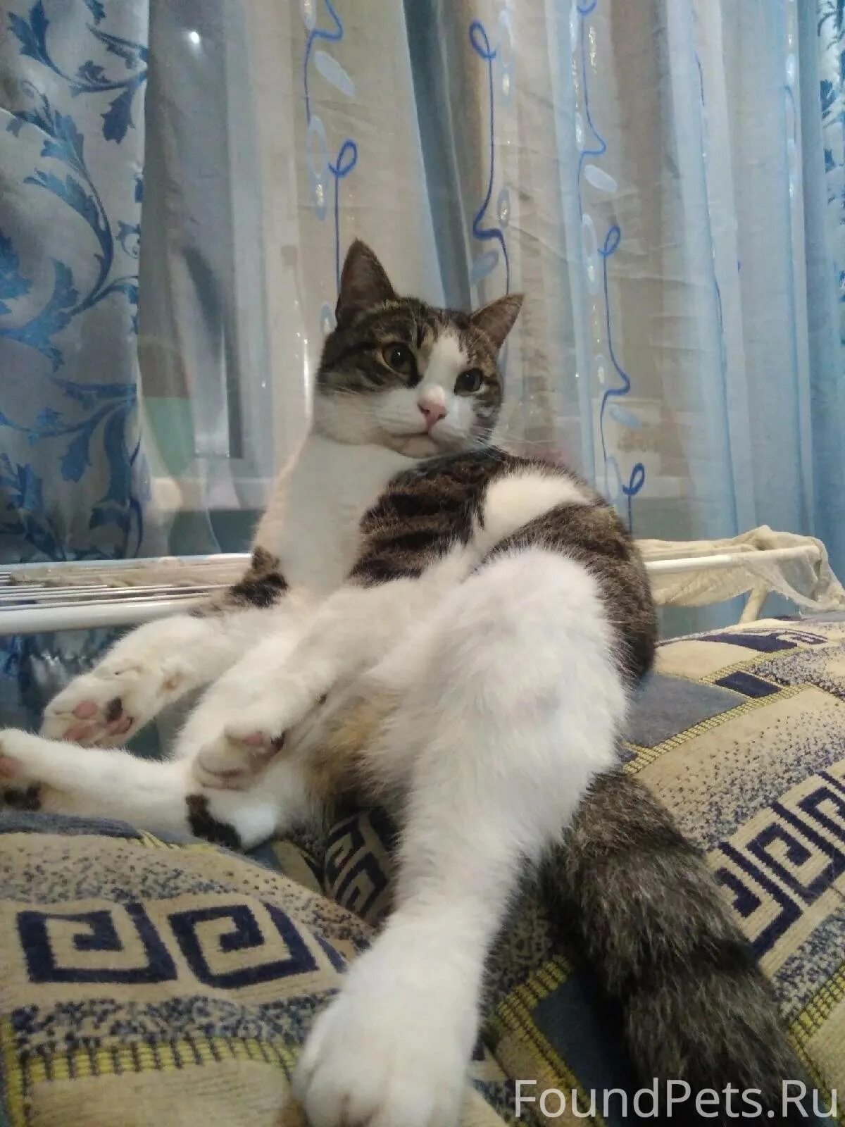 Кота нет неделю