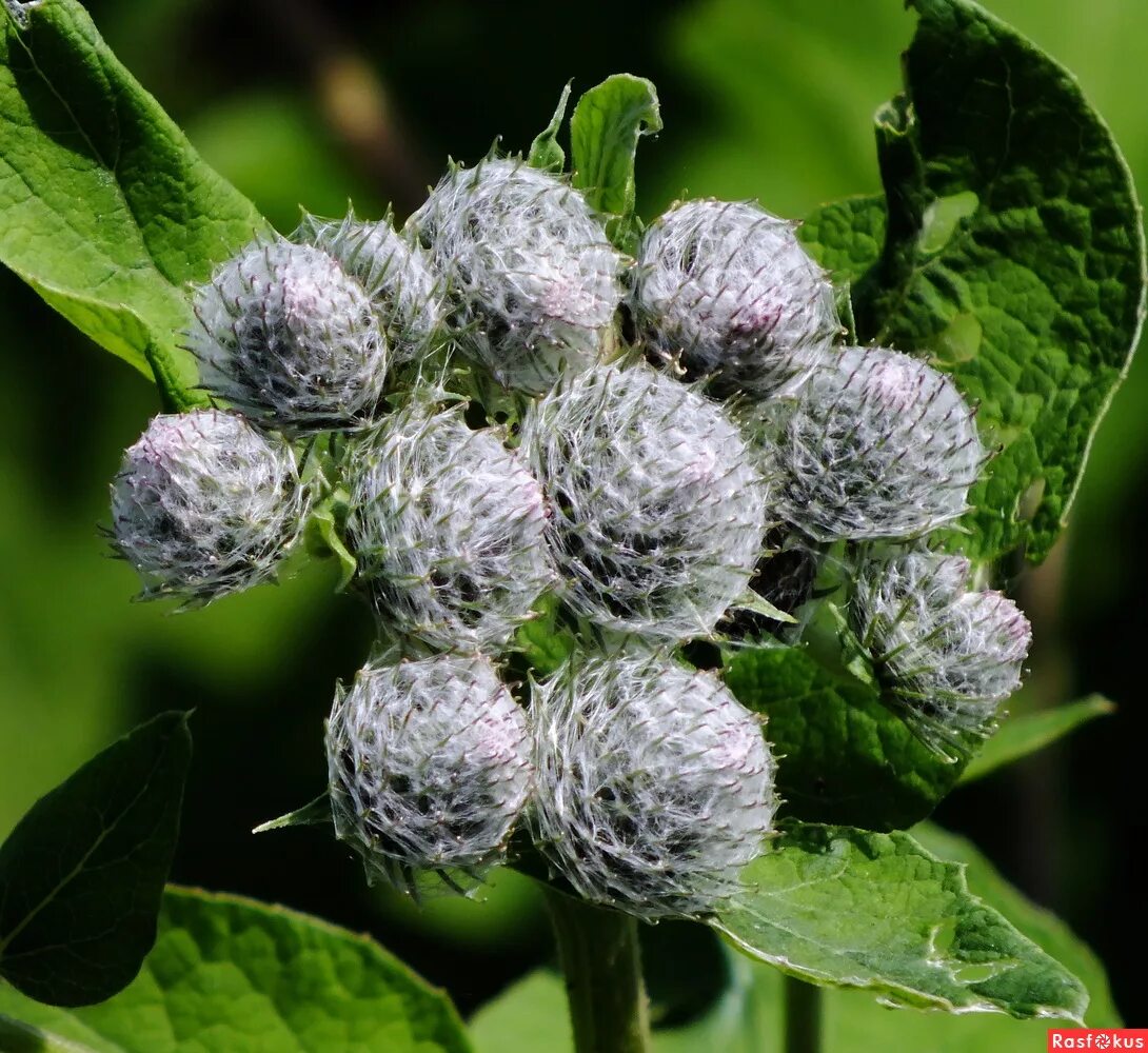 Цвет лопуха. Репейник. Репейник репейник. Куст лопуха. Плоды репейника.