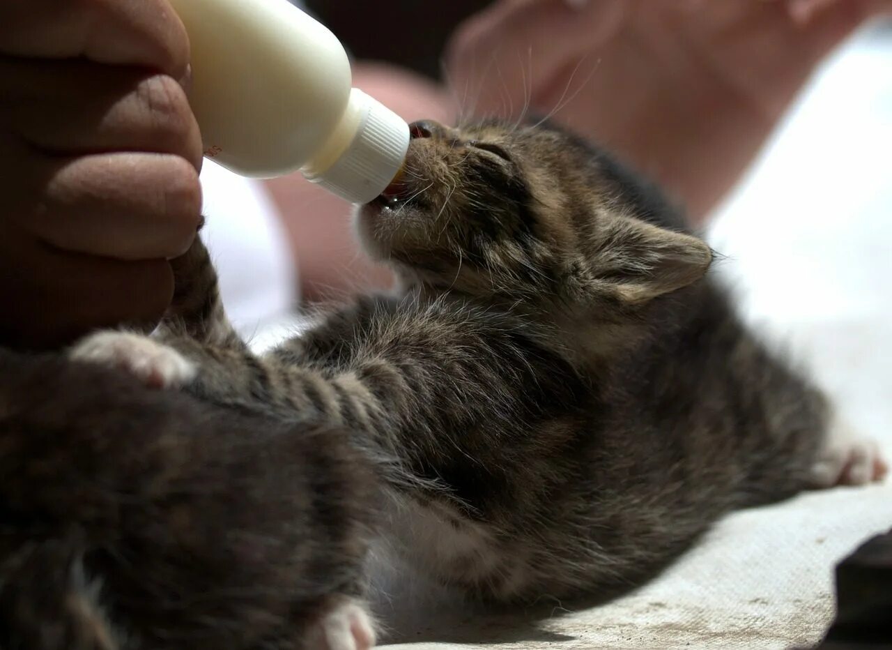 Kitten milk