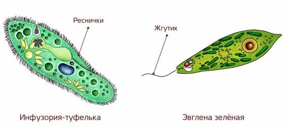 Органеллы передвижения. Органоиды движения реснички и жгутики строение. Органоиды жгутиковых клетки. Строение органоидов движения клетки. Строение жгутика клетки.