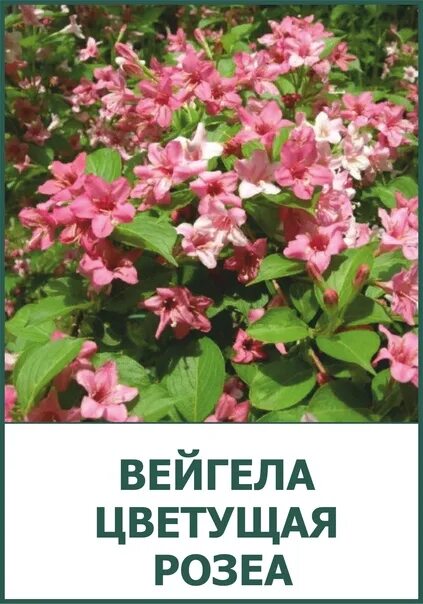 Вейгела розеа фото и описание кустарника Вейгела Розеа v5 h40-60 UL в Москве и области купить по низкой цене в интернет