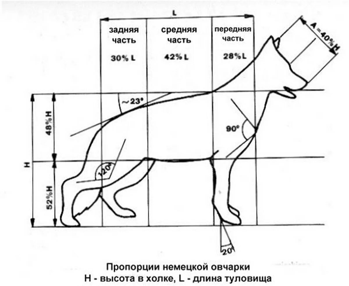 Стандарты промеров для немецкой овчарки. Стандарт немецкой овчарки в холке. Стандарт породы ФЦИ немецкая овчарка. Высота в холке немецкой овчарки суки.