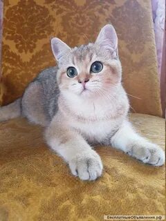 Серебристо золотая шиншилла