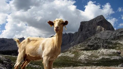 Real goat
