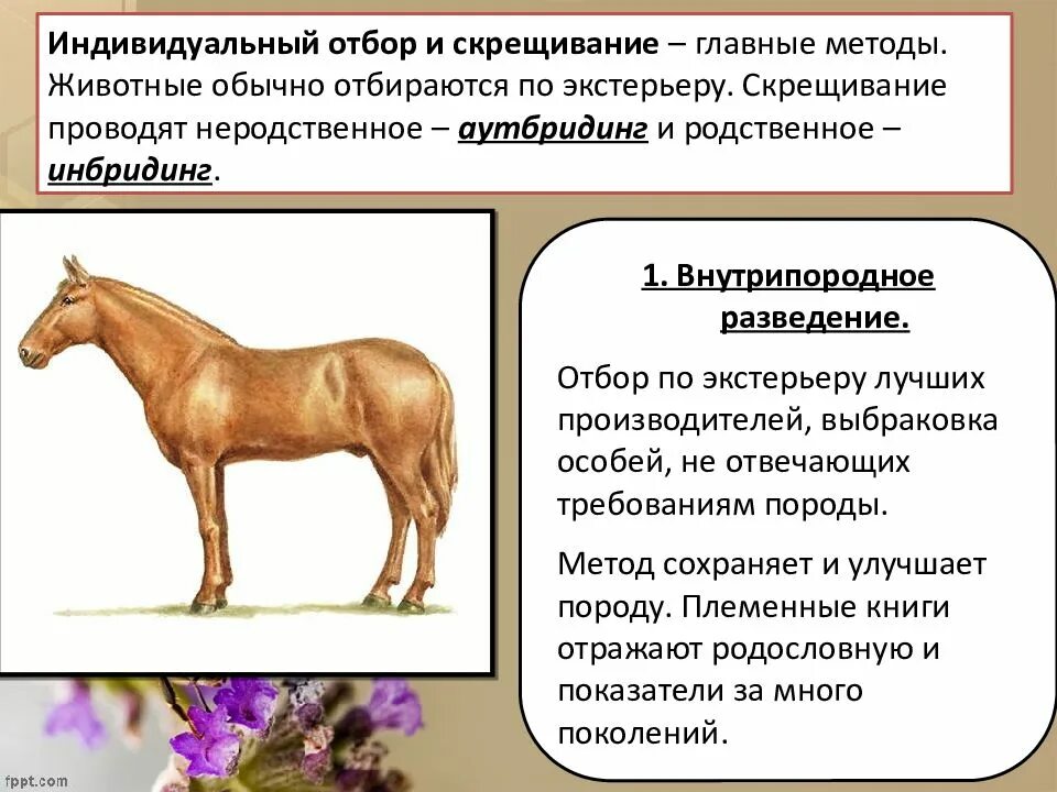 Животный индивид. Отбор селекция животных. Отбор массовый и индивидуальный у животных. Массовый отбор в селекции животных примеры. Отбор по экстерьеру.