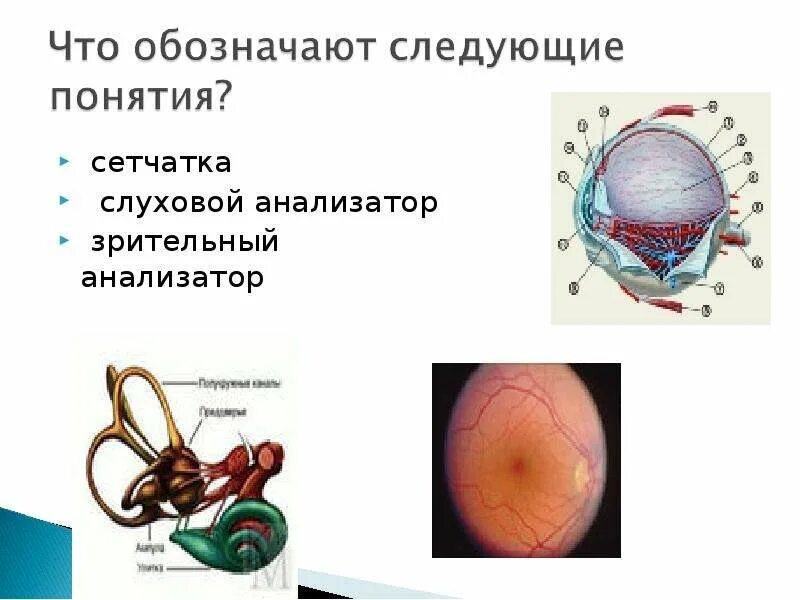 Тест 24 органы чувств зрительный анализатор. Зрительный анализатор сетчатка. Зрительный и слуховой анализаторы. Зрительный : сетчатка = слуховой. Кроссворд зрительный анализатор.