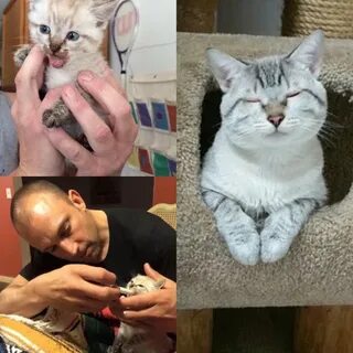 Подобрали котенка с улицы первые
