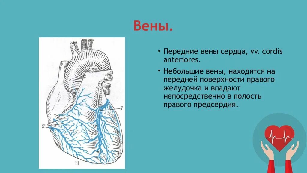 Cordis латынь. Поверхности сердца. Наименьшие вены сердца латынь.