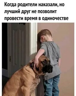 Как наказывать собаку