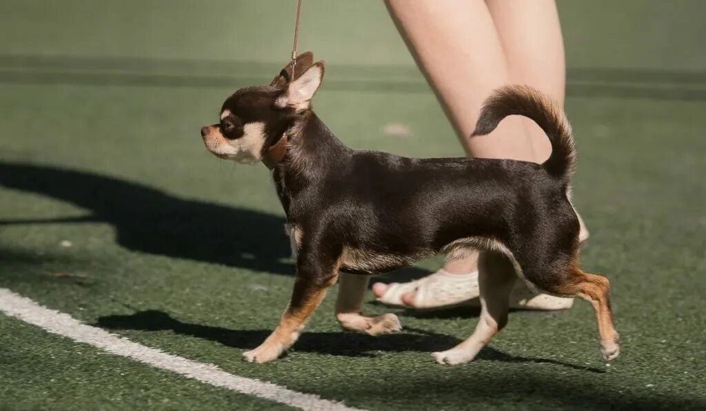 Чихуахуа стандарт в 3 месяца. Чихуахуа стандарт породы. Чихуахуа 8 кг. Какого размера чихуахуа. Собаки чихуахуа стандарт размер вес.