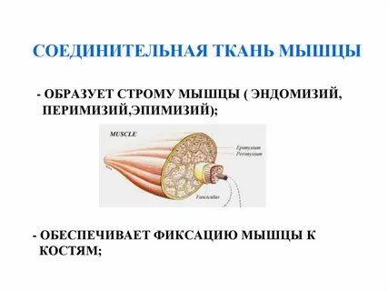Соединительная оболочка мышцы