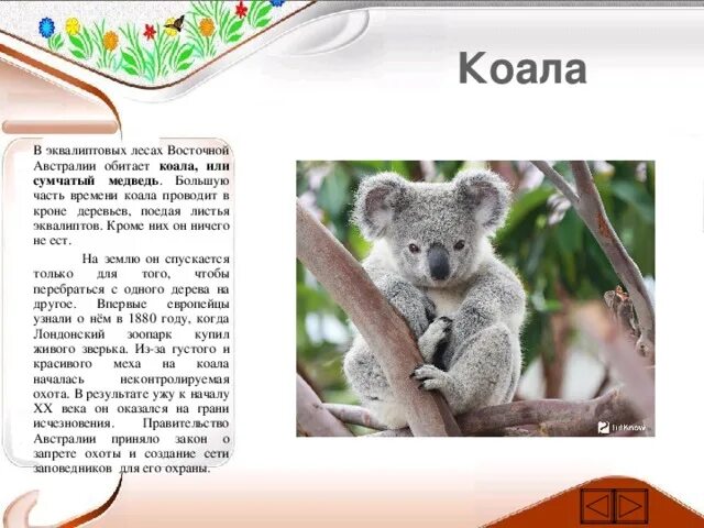 Коала обитает. Коала род. Коалы обитают в лесах?. Стихотворение про коалу.