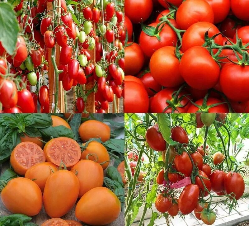 Сорта семян томатов для теплицы. Черри низкорослые сорта. Томат черри низкорослый. Томаты суперранние низкорослые сорта.