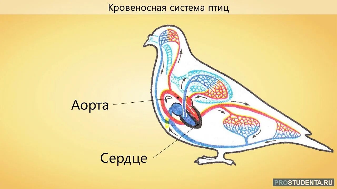 Кровеносное строение птиц. Схема кровеносной системы птицы биология 7 класс. Строение кровеносной системы голубя. Строение кровеносной системы птиц. Процесс кровообращения птиц