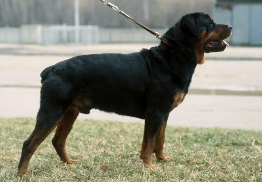 Спектакль досвидание овраг. Спектакль собаки театр на юго-западе. Ротвейлер 8 месяцев. Собаки на юго западе. Московский ротвейлер.