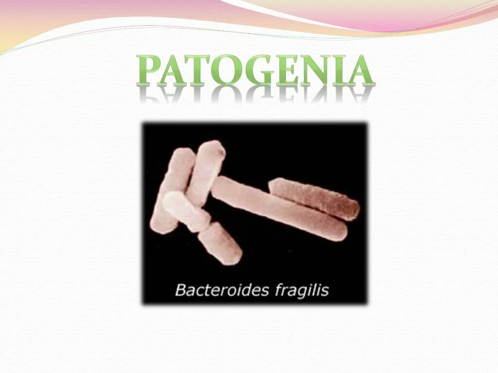 Bacteroides spp что это. Бактероиды фрагилис. bacteroides fragilis микробиология. bacteroides fragilis возбудитель. bacteroides fragilis антибиотики.