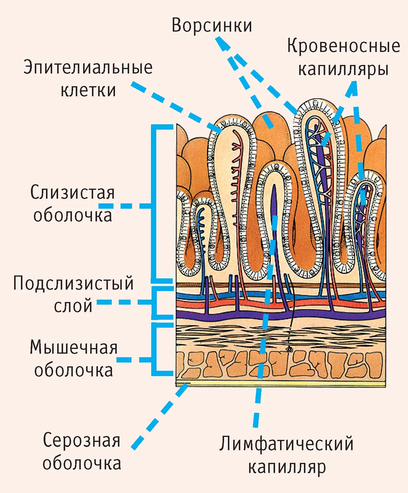 Строение кишечной ворсинки тонкой кишки. Строение кишечной аорсчнкеи схема. Схема строения ворсинки тонкой кишки анатомия. Слизистая оболочка тонкого кишечника строение. Строение ворсинок слизистой оболочки