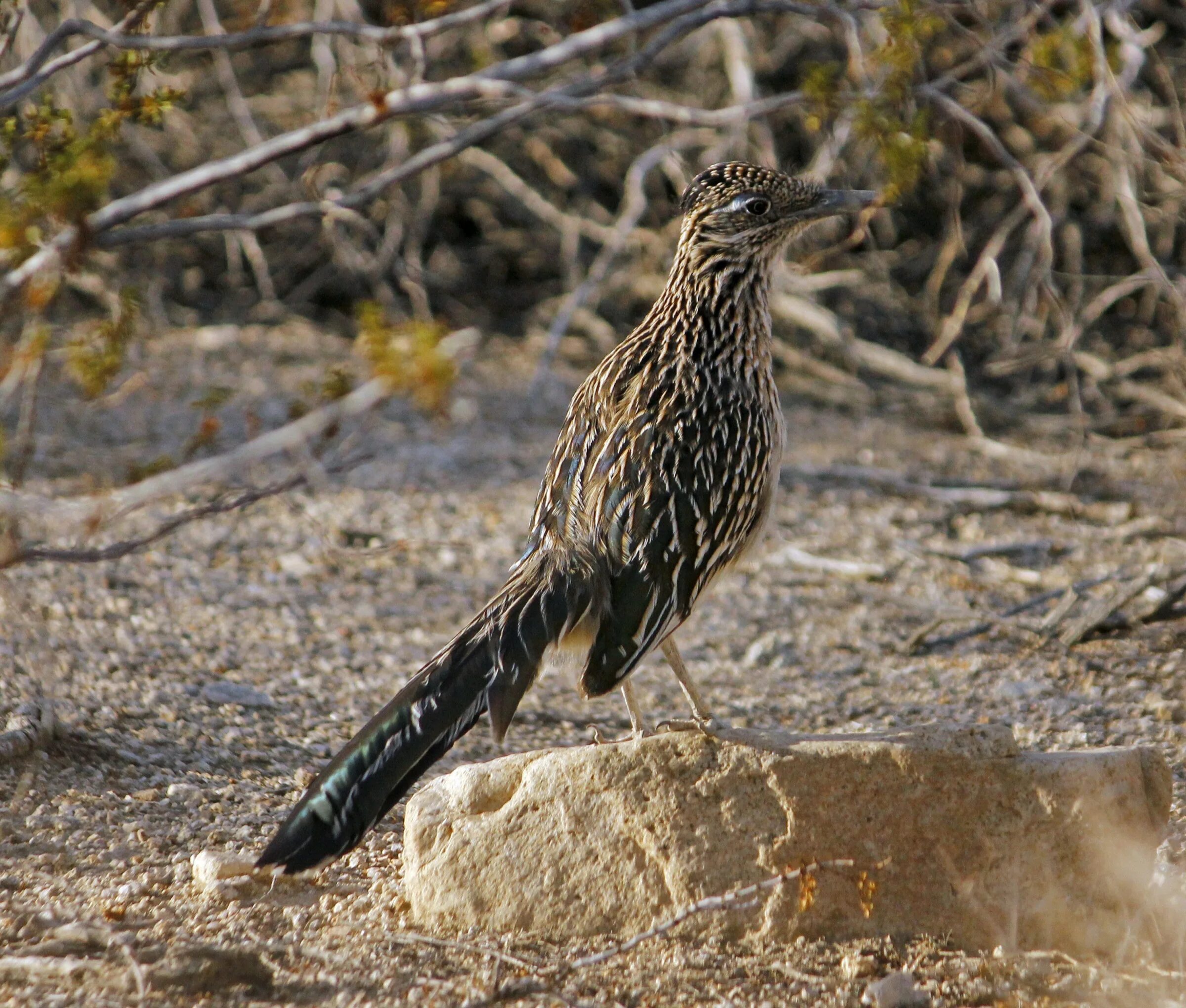 Птица пампасов. Roadrunner птица. Колючая птичка. Кукушка птица Дикая. Калифорнийская Кукушка.