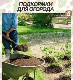 Чем лучше удобрить огород