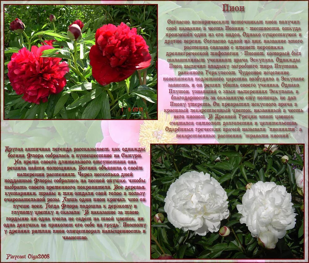пион это культурное растение или дикорастущее. пион значение цветка на языке цветов. пионы значение цветка. что означают пионы на языке цветов. легенда о пионе.