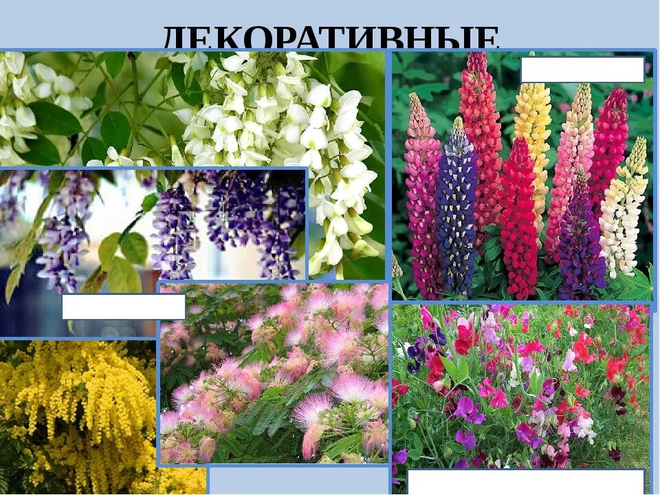 Комнатные растения для дет. Название растений 8 букв. Дикорастущие растения татарстана. Цветы список названий. Цветы названия.