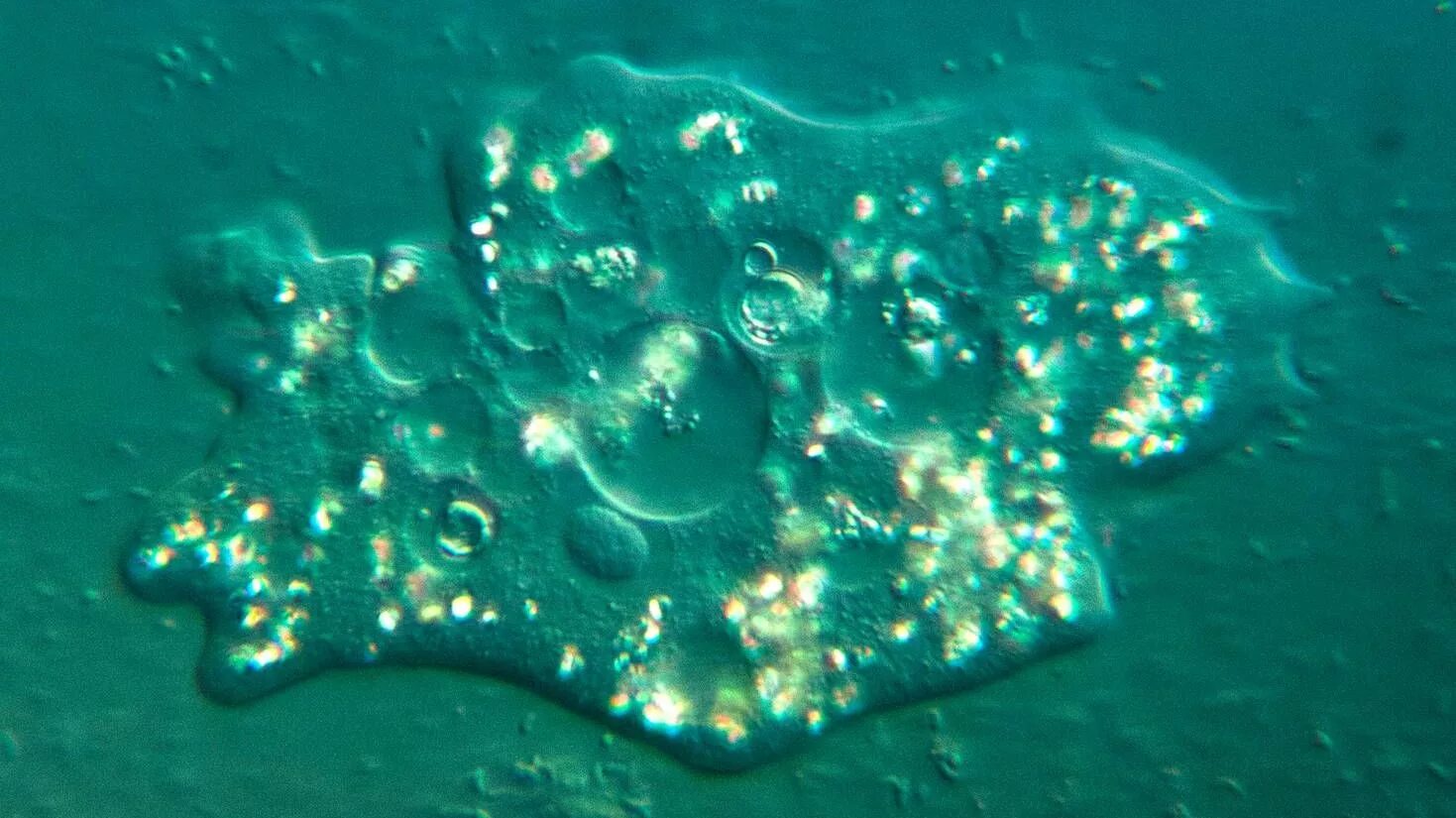 Эвглена зеленая микроскоп. Инфузория туфелька жгутиконосцы. Одноклеточные организмы в воде. Планктон и фитопланктон. Инфузория туфелька микрофотография.