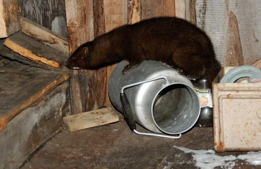 Норка что едят