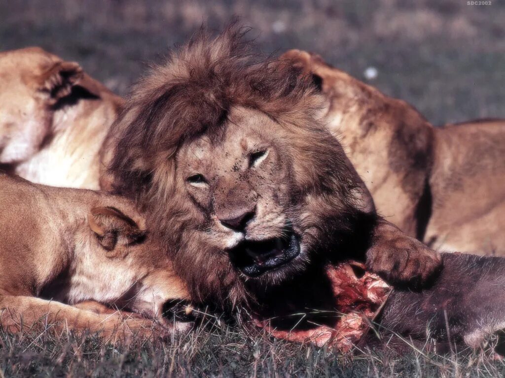 Африканский Лев. Лев и львица. Лев фото. Львы любовь.