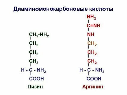 Лизин аминокислота состав