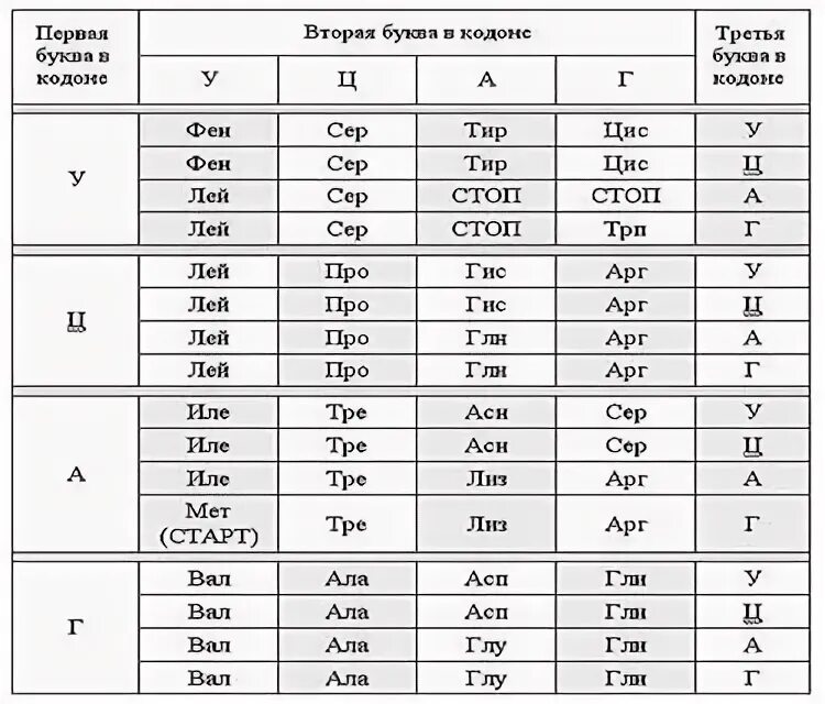 Начинается со старт кодона