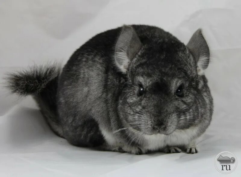 маленькая шиншилла стандарт. сера шиншилле. чилийская шиншилла. шиншилла серая. шиншилла серый стандарт.
