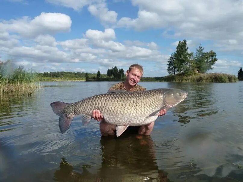 белый амур астрахань. белый амур 8 кг. белый амур на волге. белый амур 25кг. амур на волге.
