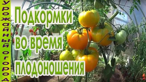 Подкормить помидоры в начале цветения теплице чем