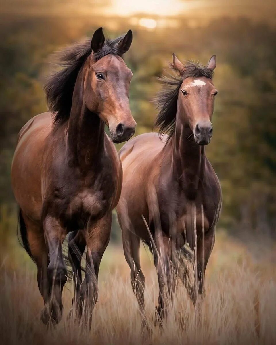 Несколько лошадок. Две лошади. Красивые лошади. Пара лошадей. Любовь лошадей.